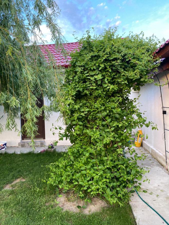 Casa David Lägenhet Corbu Exteriör bild
